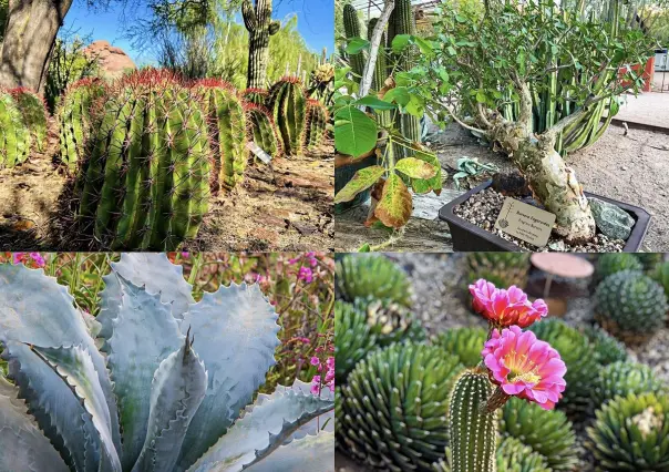 Guía de plantas desérticas para mitigar el calor extremo en Baja California Sur