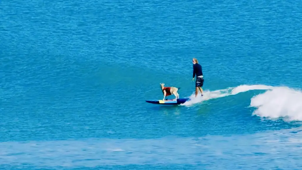 La historia de Paradise, la chiva surfista de San Juanico, BCS