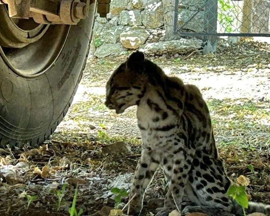 Tigrillo sediento durante la ola de calor pide agua en un taller de Tebec