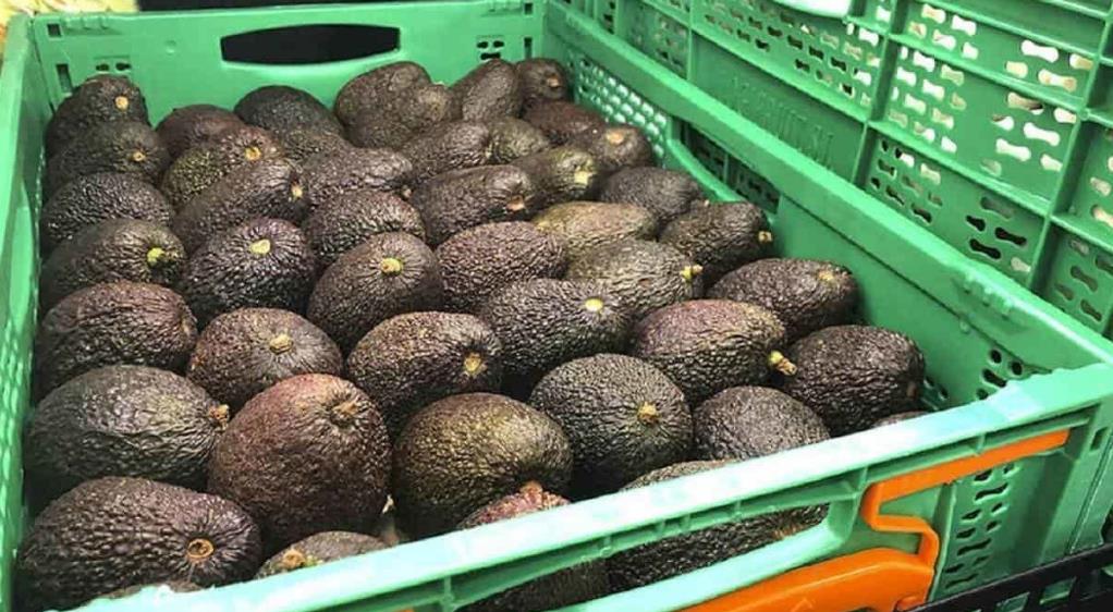 FGR investiga robo de 40 toneladas de aguacate en Michoacán