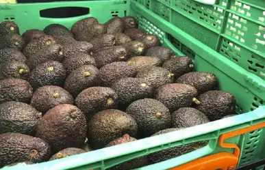 FGR investiga robo de 40 toneladas de aguacate en Michoacán