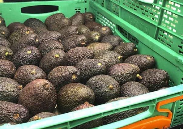 FGR investiga robo de 40 toneladas de aguacate en Michoacán