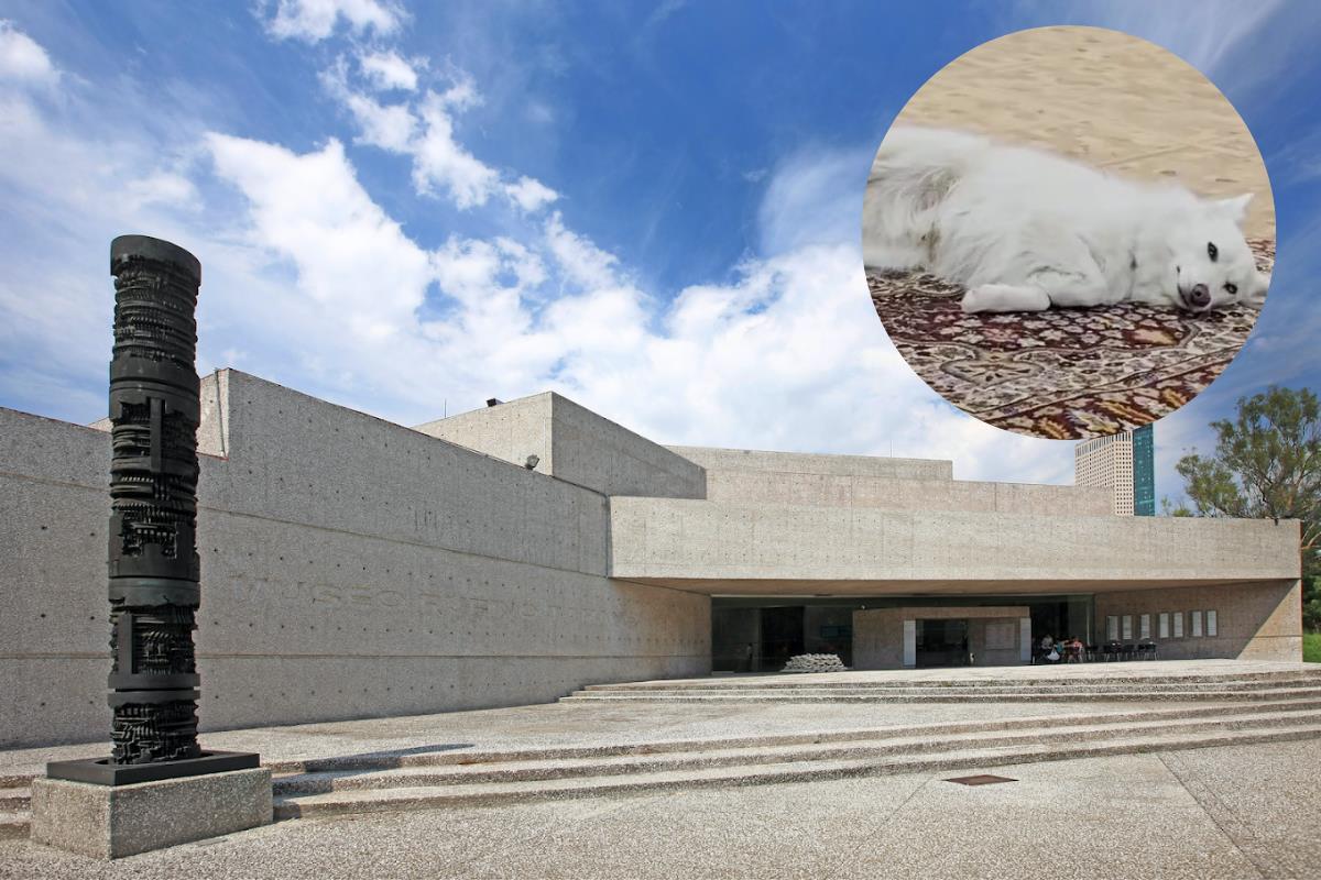 De fondo Museo Tamayo y una demostración de la exposición donde perritos se quedan inmoviles unos minutos. Foto: Google Maps/ captura de pantalla