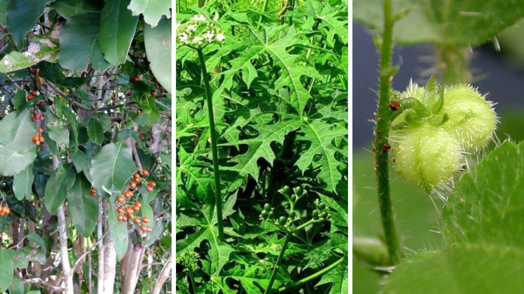 ¡Cuidado! Plantas tóxicas de Yucatán que puedes encontrar en tu patio o jardín