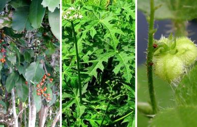 ¡Cuidado! Plantas tóxicas de Yucatán que puedes encontrar en tu patio o jardín