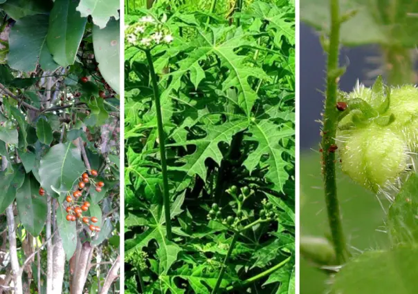 ¡Cuidado! Plantas tóxicas de Yucatán que puedes encontrar en tu patio o jardín