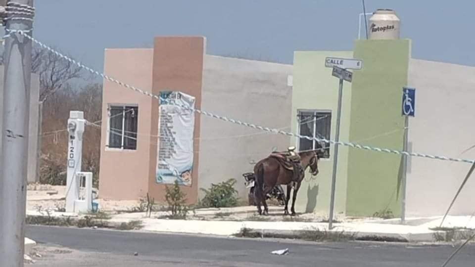 Nuevo caso de maltrato animal: dejan a caballo bajo los rayos del sol en Kanasín