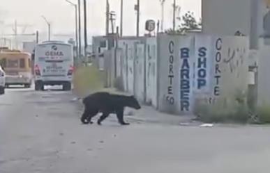 VIDEO: Sale oso a buscar agua en El Carmen, Nuevo León