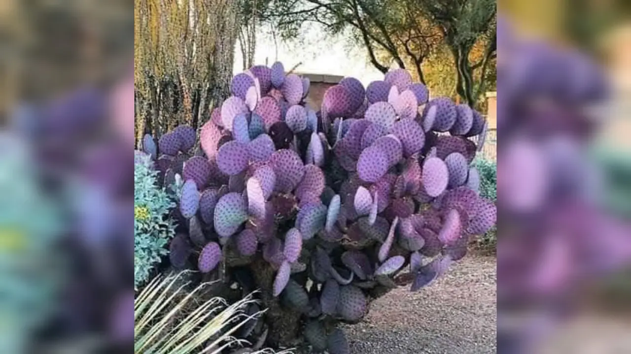 No, no es un filtro: en Durango existe el nopal morado. Te contamos dónde