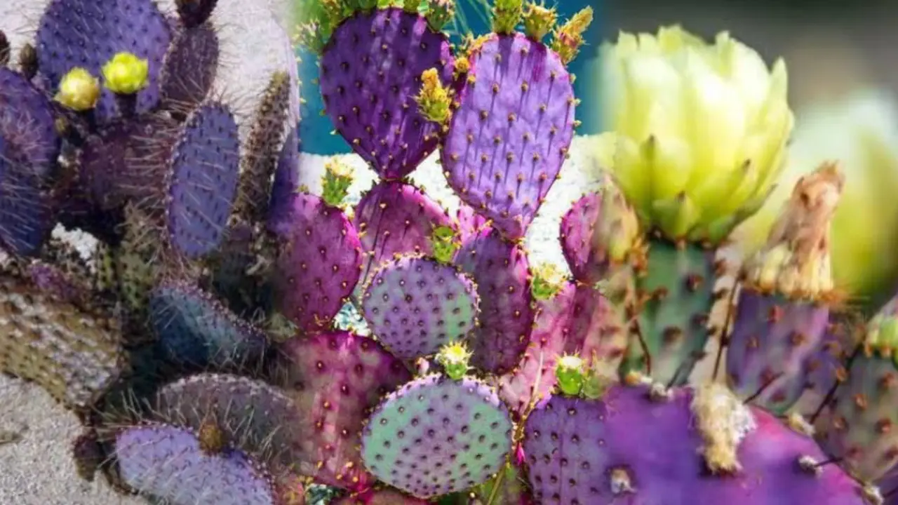 No, no es un filtro: en Durango existe el nopal morado. Te contamos dónde