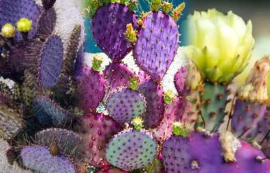 No, no es un filtro: en Durango existe el nopal morado. Te contamos dónde