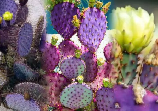 No, no es un filtro: en Durango existe el nopal morado. Te contamos dónde
