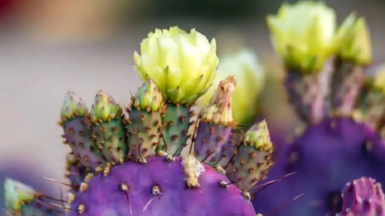 No, no es un filtro: en Durango existe el nopal morado. Te contamos dónde
