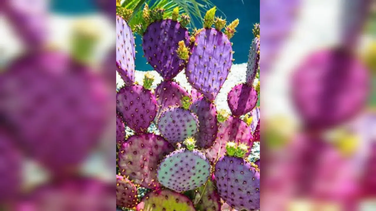No, no es un filtro: en Durango existe el nopal morado. Te contamos dónde