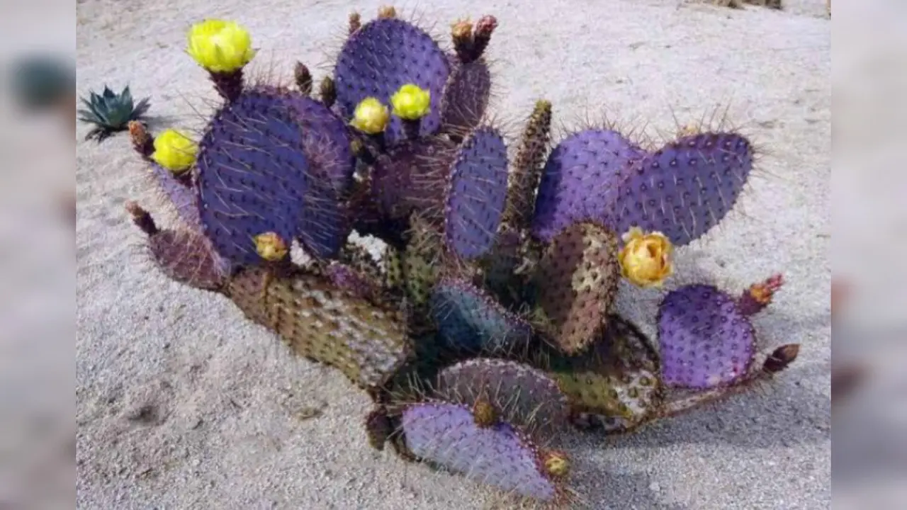 No, no es un filtro: en Durango existe el nopal morado. Te contamos dónde