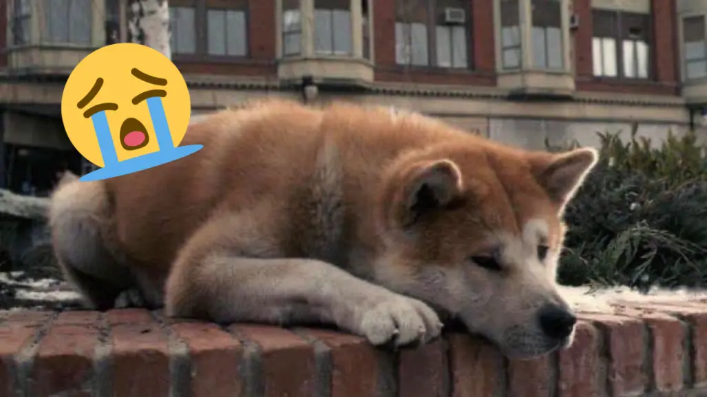 ¡Para llorar! ¿Conoces la verdadera historia del perro que conmovió al mundo?