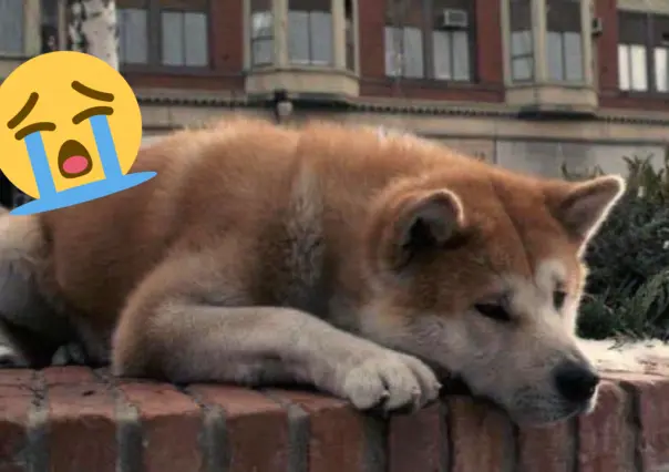 ¡Para llorar! ¿Conoces la verdadera historia del perro que conmovió al mundo?