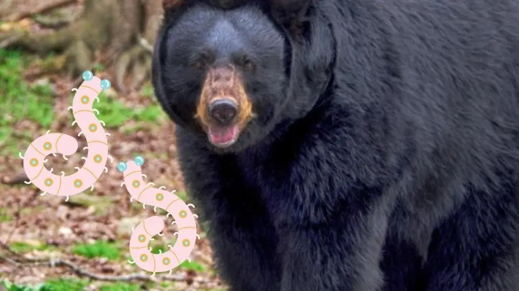 Contrae familia gusanos en el cerebro por comer carne de oso