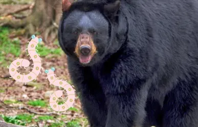 Contrae familia gusanos en el cerebro por comer carne de oso