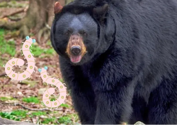 Contrae familia gusanos en el cerebro por comer carne de oso