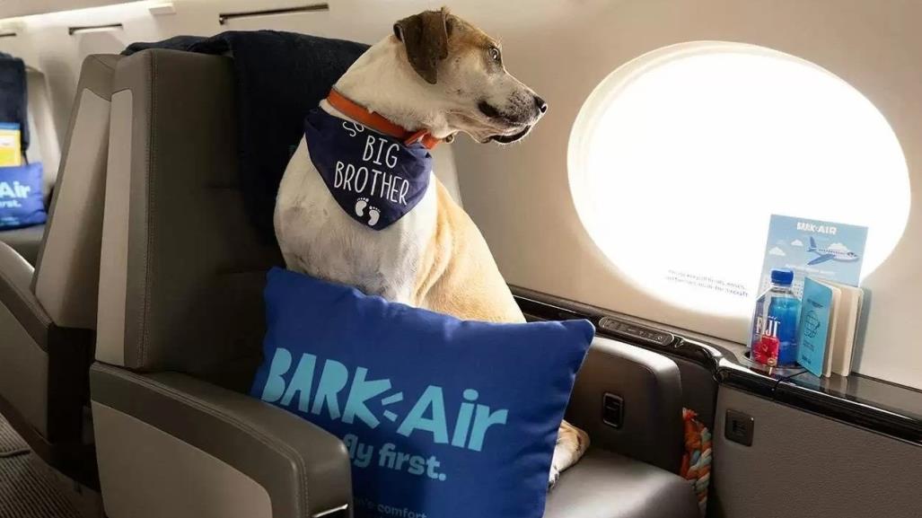 ¡De guaf! Crean aerolínea de lujo para perros