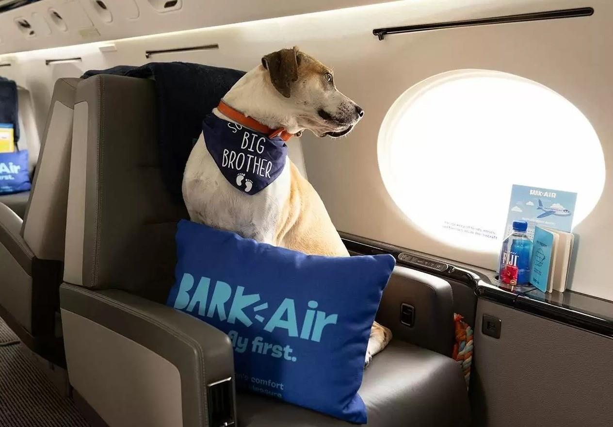 Un perro disfrutando la vista del vuelo en un avión de Bark Air. Foto: Bark Air.