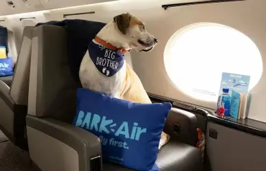 ¡De guaf! Crean aerolínea de lujo para perros