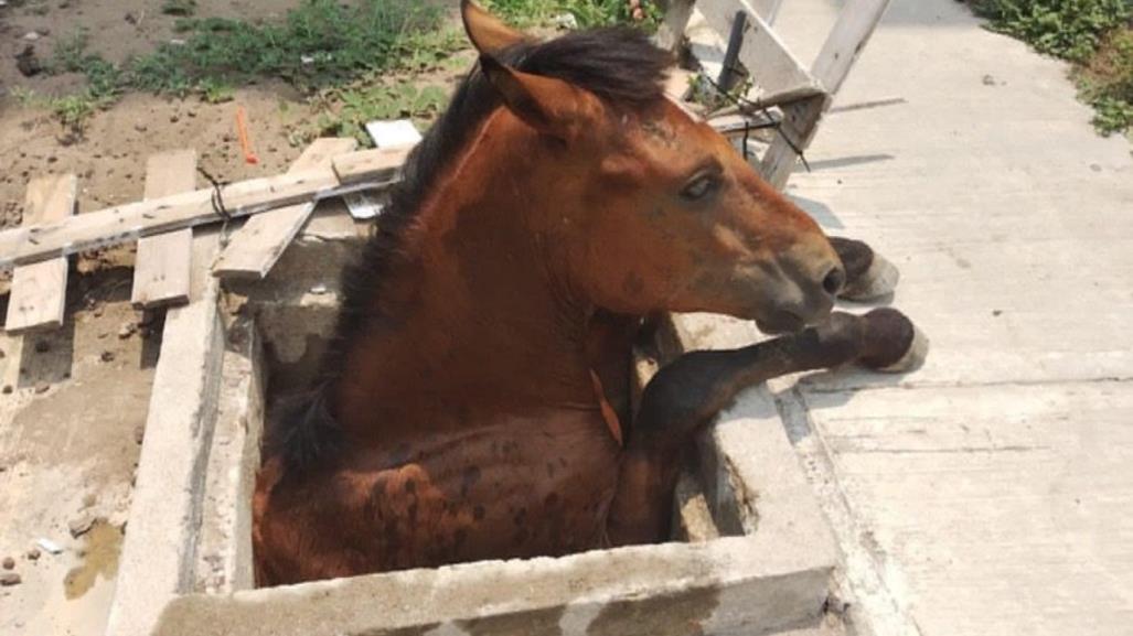 Caballo quedó atrapado al caer en cisterna