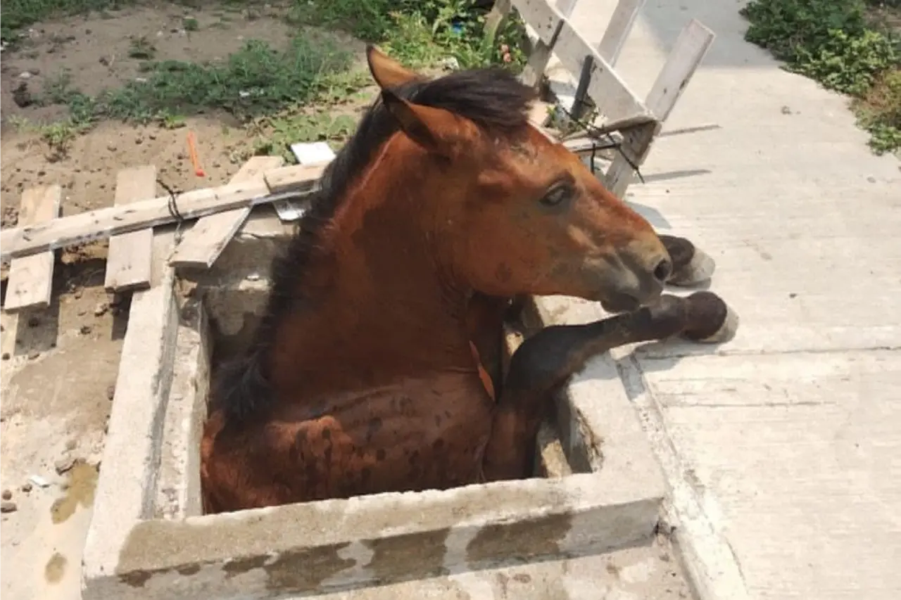 Caballo quedó atrapado al caer en cisterna