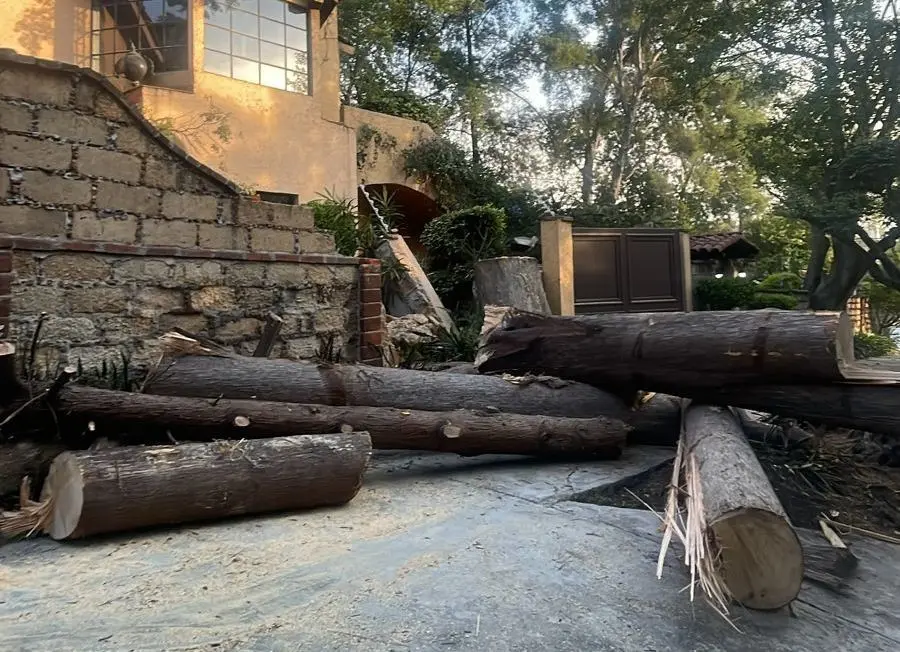 Cae árbol de 30 metros sobre casa de Lomas de Chapultepec