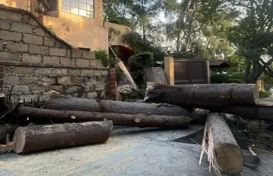 Cae árbol de 30 metros sobre casa de Lomas de Chapultepec