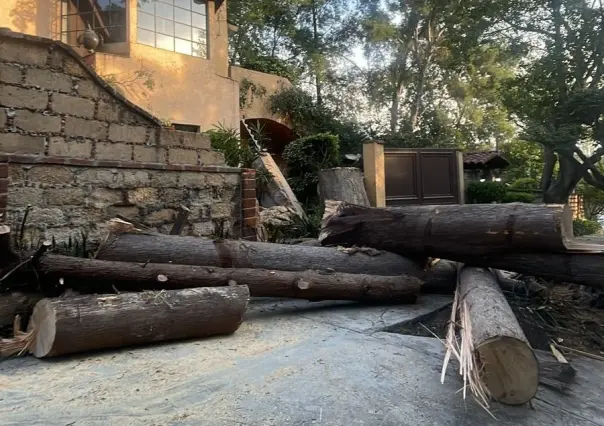 Cae árbol de 30 metros sobre casa de Lomas de Chapultepec