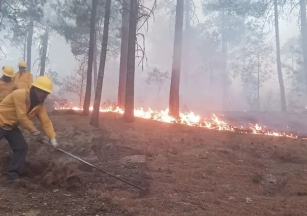 Siguen activos ocho incendios forestales en Chihuahua