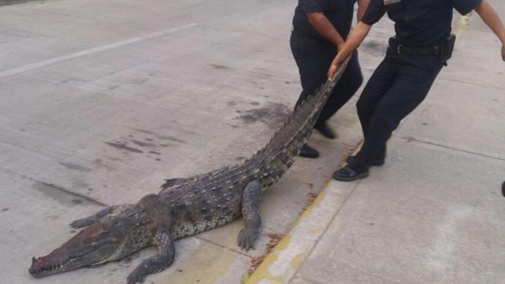 Encuentran cocodrilo en canal de aguas negras