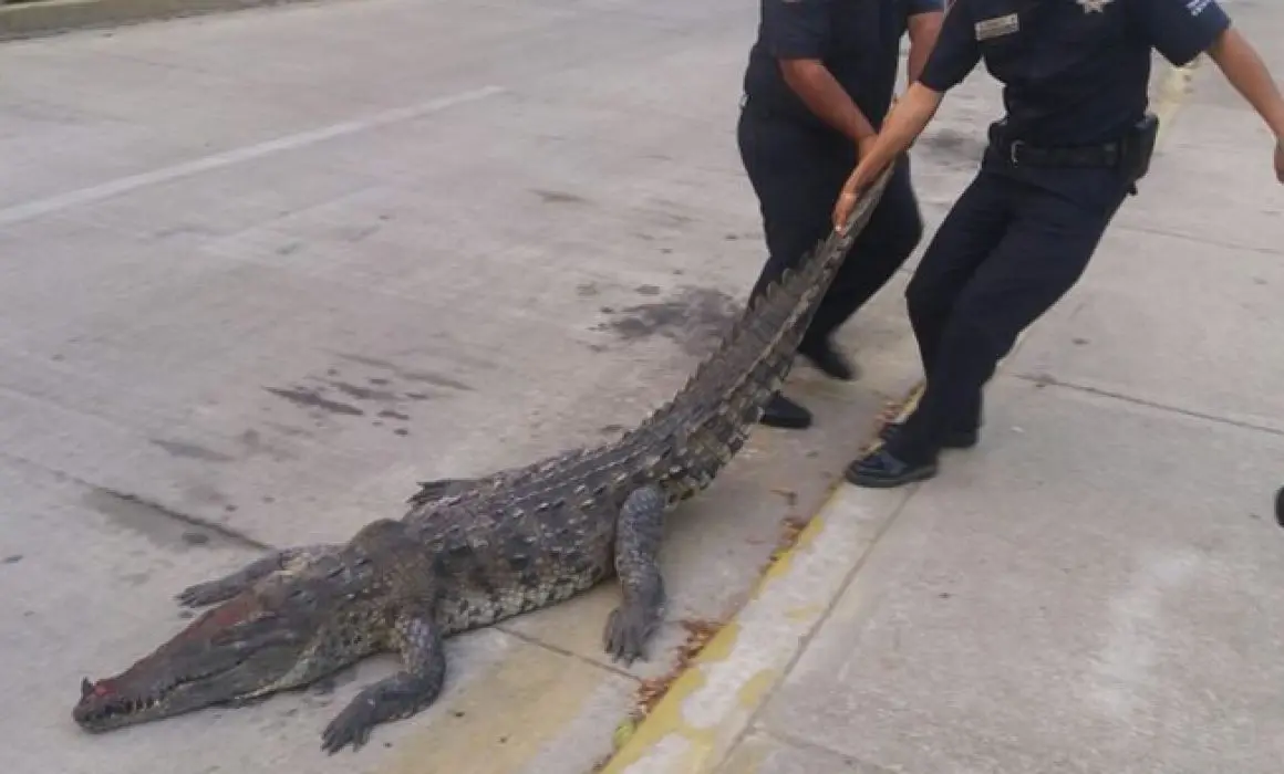 El cocodrilo tras ser asegurado por elementos de la policía estatal de Hidalgo. Foto: El Sol de Hidalgo.