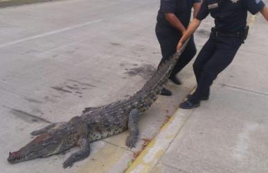 Encuentran cocodrilo en canal de aguas negras