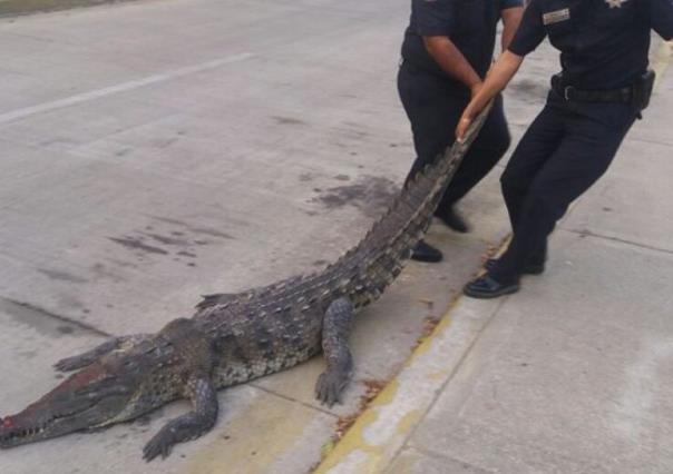 Encuentran cocodrilo en canal de aguas negras