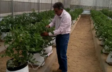 Cuidado con las plagas...Ante ola de calor autoridades piden reportarlas