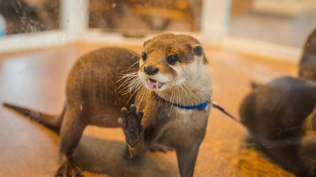 Día Mundial de la Nutria: ¿Es legal tenerlas como mascotas en México?