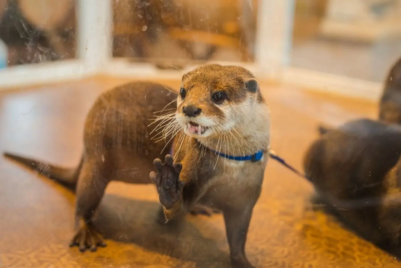 Nutria domesticada. I Foto: World Animal Protection.