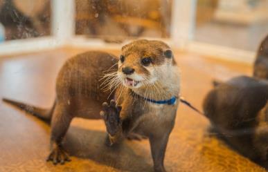 Día Mundial de la Nutria: ¿Es legal tenerlas como mascotas en México?