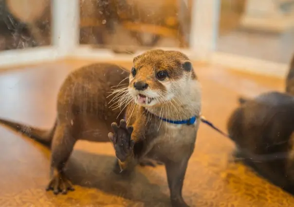 Día Mundial de la Nutria: ¿Es legal tenerlas como mascotas en México?