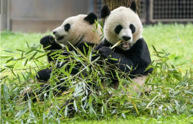 Zoo Nacional de Washington recibirá dos nuevos pandas gigantes de China