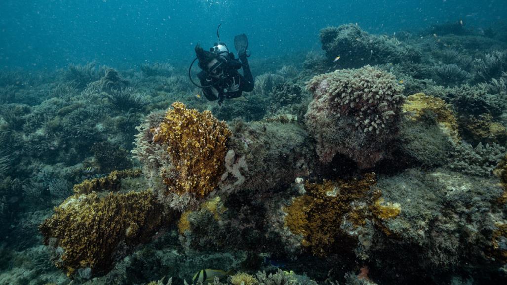 Maravillas submarinas en Sisal, entre naufragios y restos de barcos antiguos