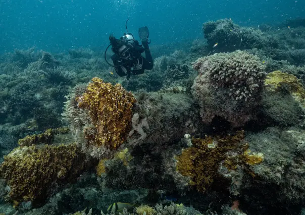 Maravillas submarinas en Sisal, entre naufragios y restos de barcos antiguos