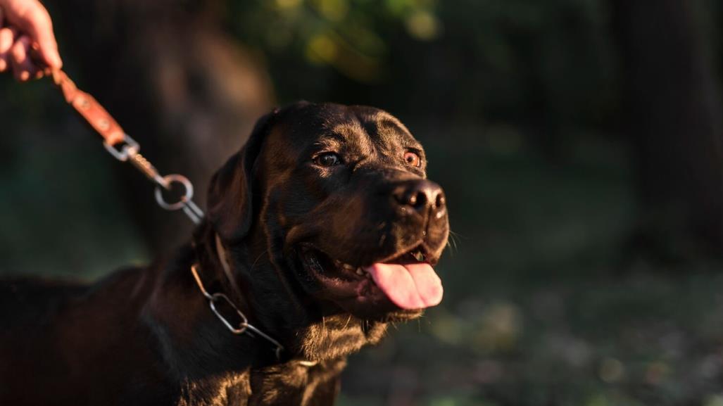 Adiós a los collares de castigo para perros