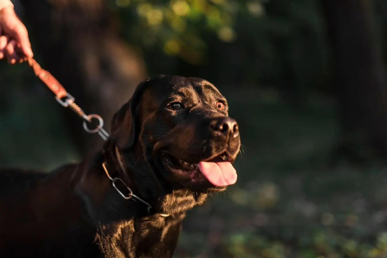 Perro con collar y correo. Foto: Freepik