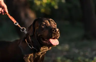 Adiós a los collares de castigo para perros