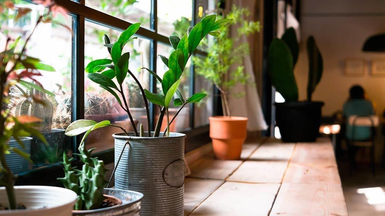 Coloca plantas dentro de tu casa; además de purificar el aire, ayudan a refrescar el espacio. Foto: Home Depot