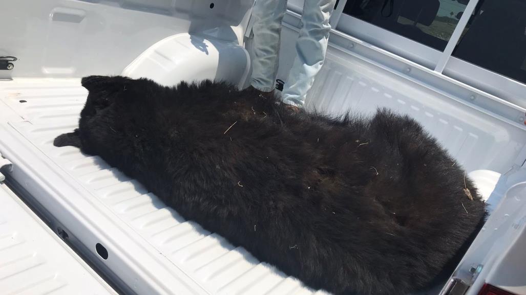 Guardia Estatal atiende reporte de Oso muerto en carretera federal 83